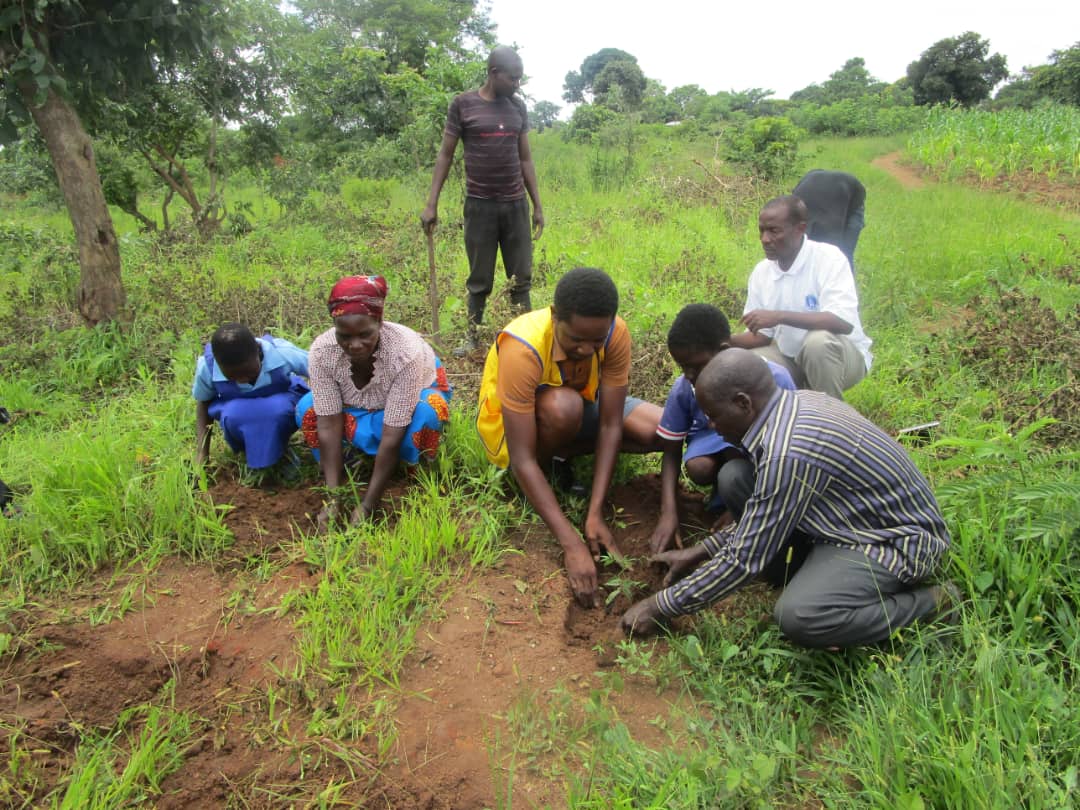 Bwaila Lions Club Plant Over 4,000 Trees - Malawi Voice