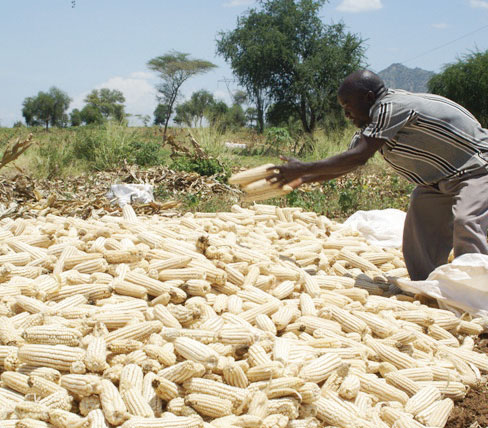 ADMARC Set To Buy Over 900,000 Metric Tons of Maize from Wednesday