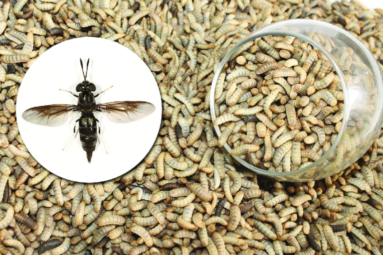 Untapped ‘Gold’ in Black Soldier Fly Farming at Kanyazulu Farms in Mchinji