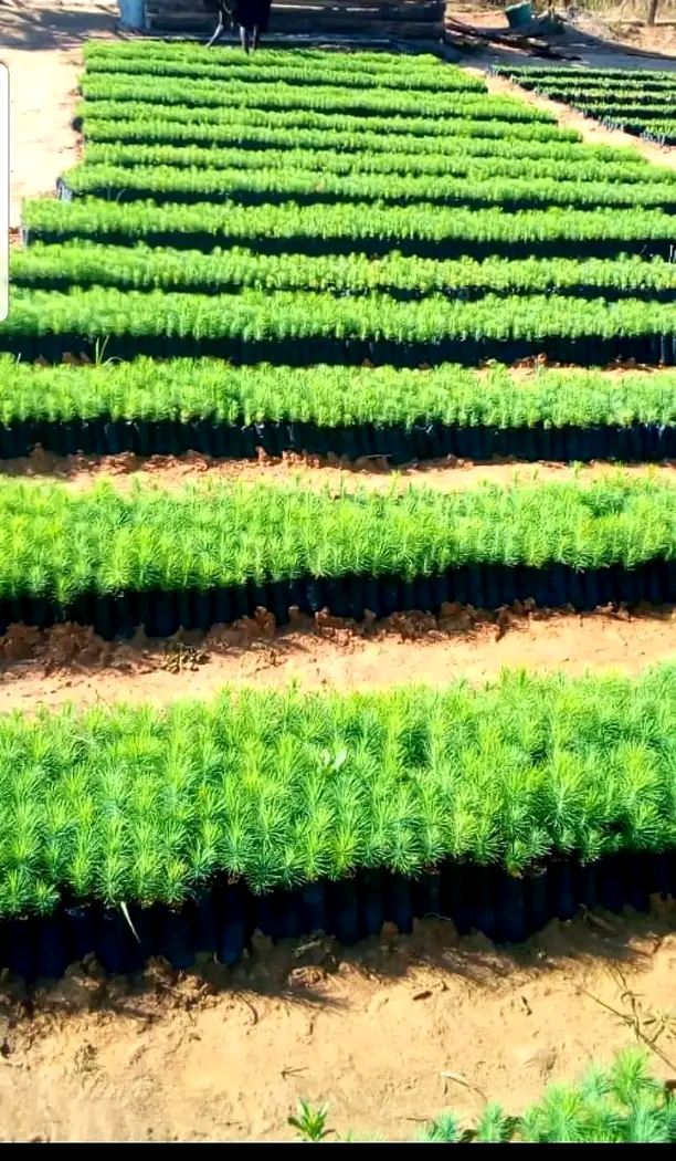 Hedman Nurseries for high quality hybrid pine, blue gum seedlings