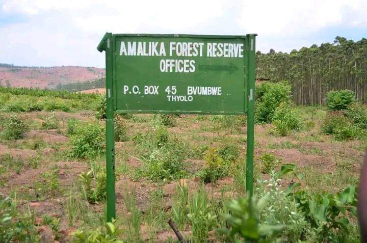 Trees worth over U$500 million stolen from Mulli’s Amalika Forest Reserve