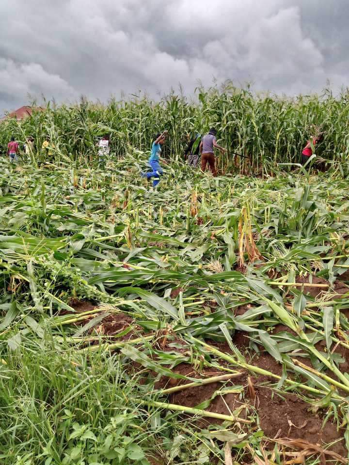 BARBARIC: Lilongwe City Council slashes maize in ‘illegal’ fields  