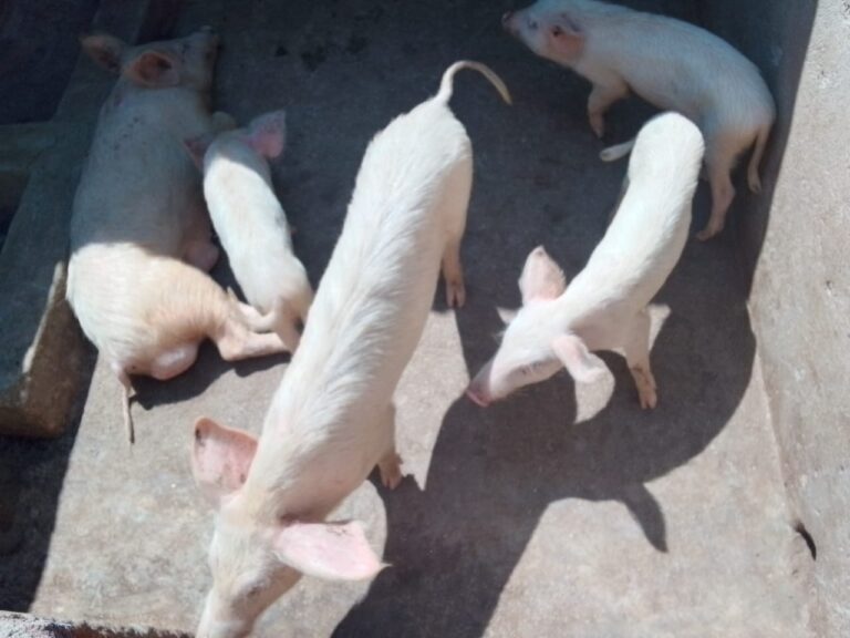 “Hidden Gold” in Piggery: Makungwa Group’s Venture Pays Off